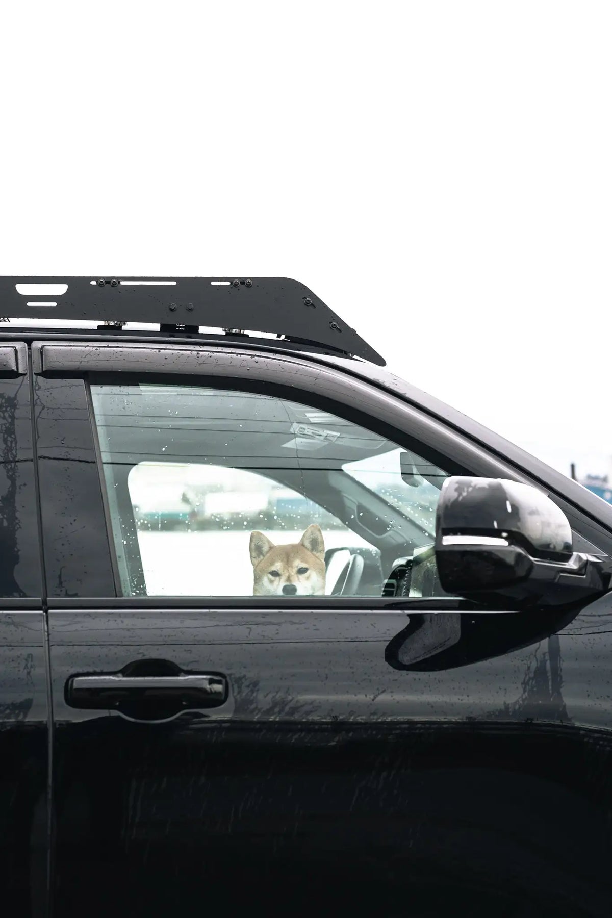 Vue latérale avec un chien Shiba dans le toyota sequoia